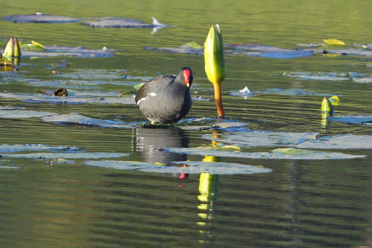 Eurasian Moorhen - ML620528974