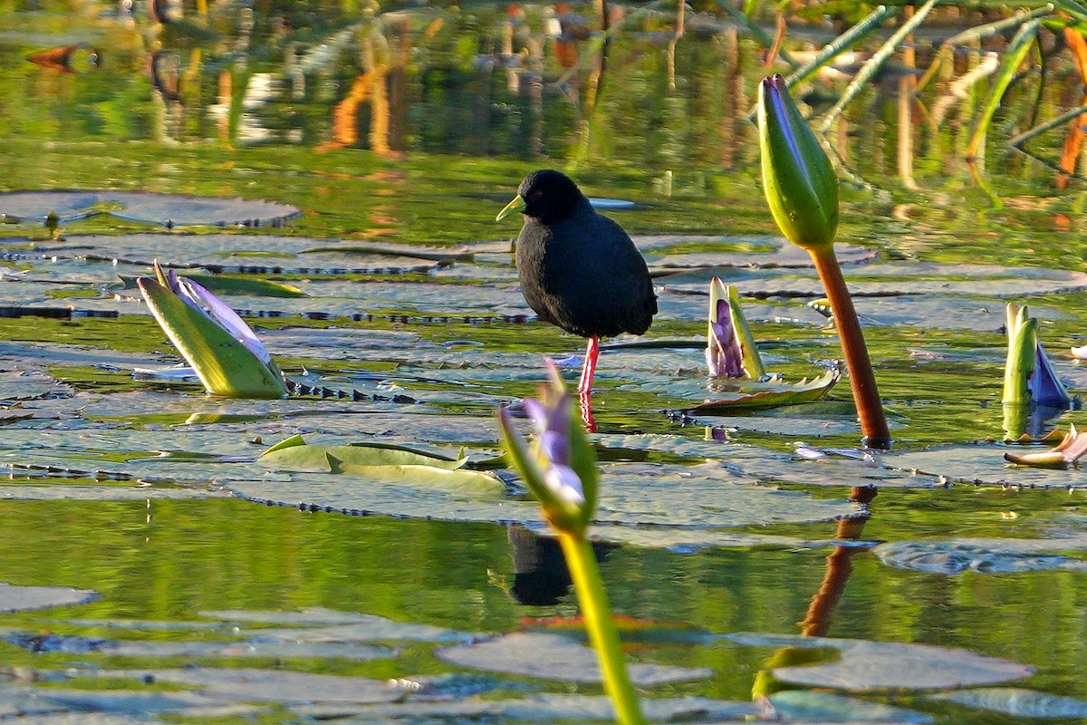 Marouette à bec jaune - ML620528975