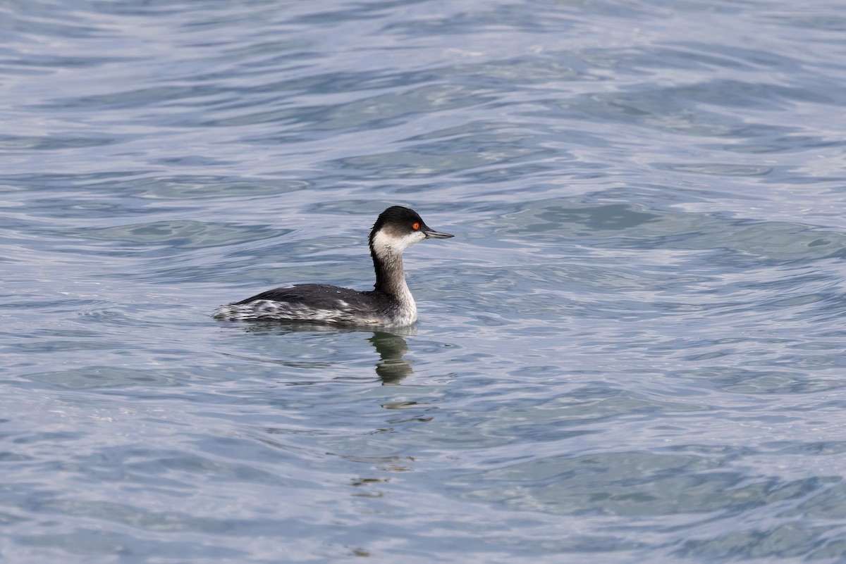 Eared Grebe - ML620528978