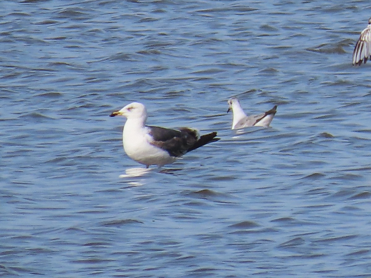 Lesser Black-backed Gull - ML620528980