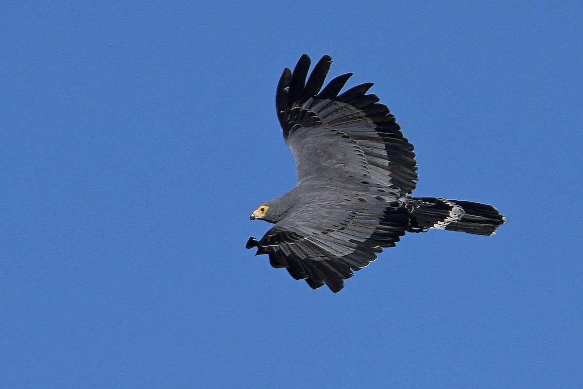 African Harrier-Hawk - ML620528981