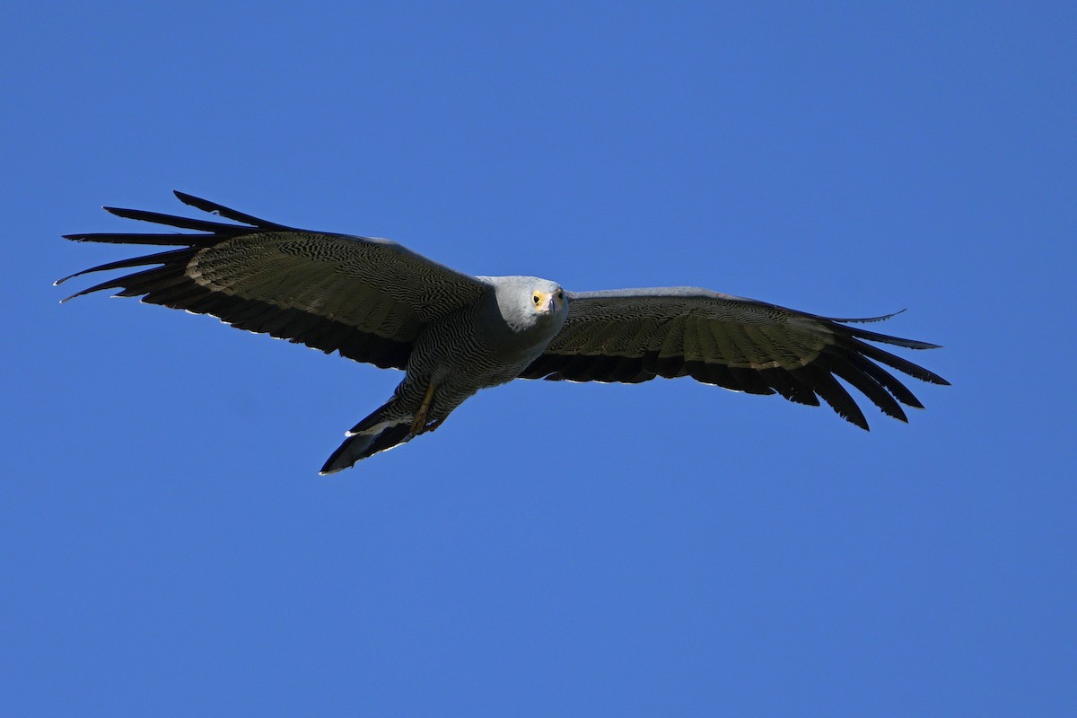 African Harrier-Hawk - ML620528983