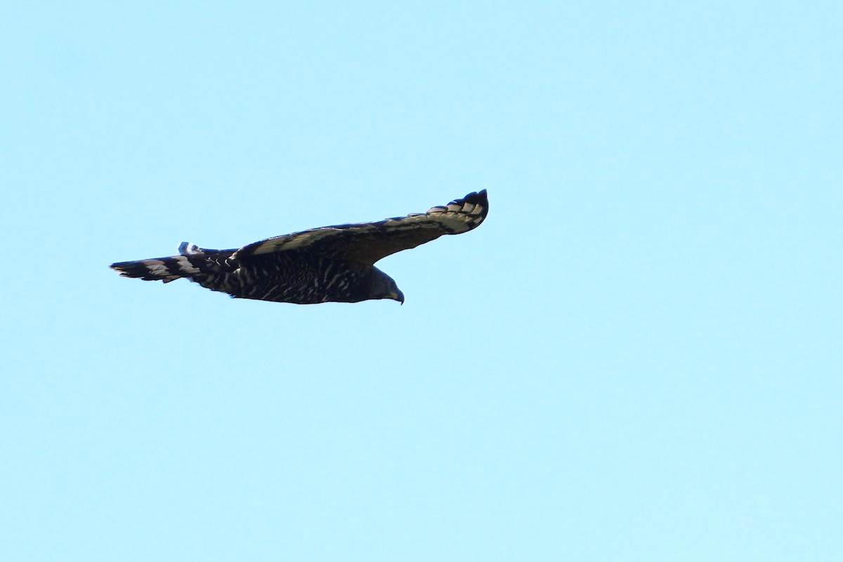 Crowned Eagle - ML620528985