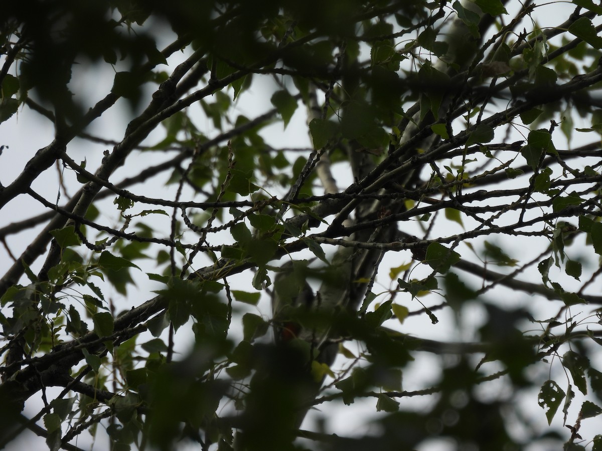 Great Spotted Woodpecker - Zuzana Kobesova