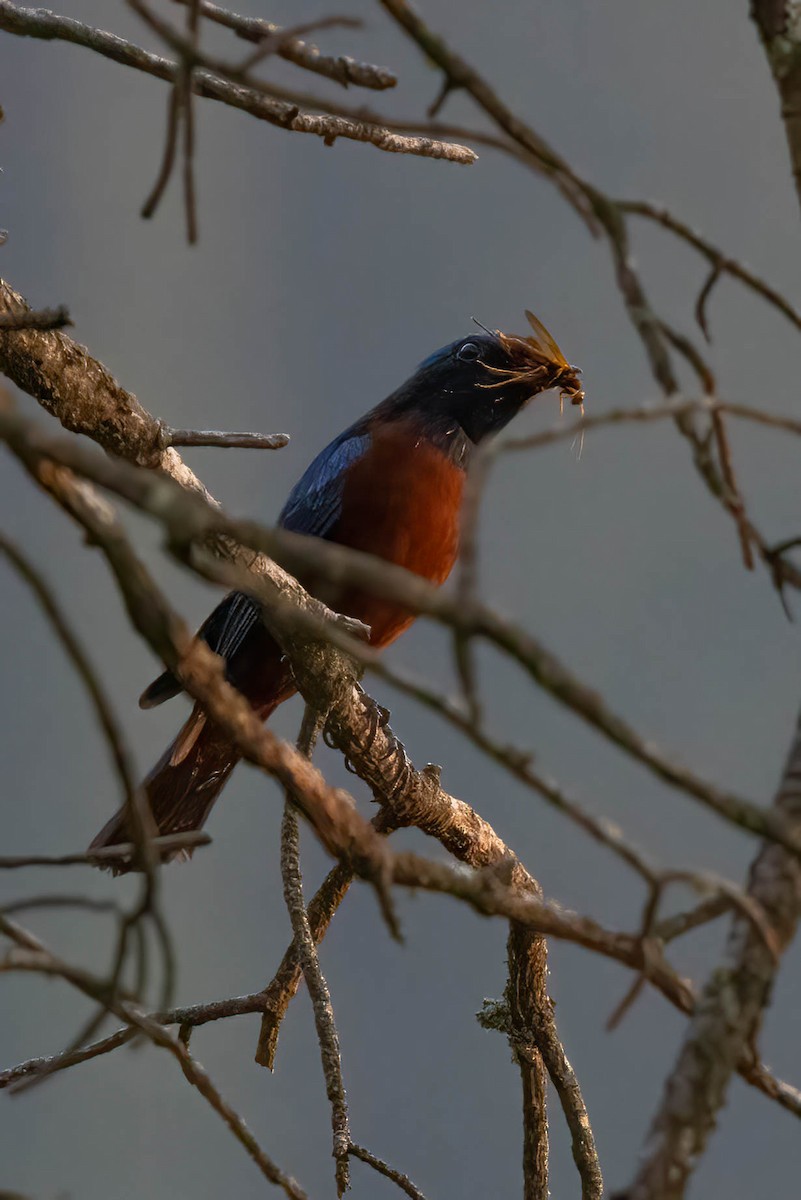 Chestnut-bellied Rock-Thrush - ML620528999