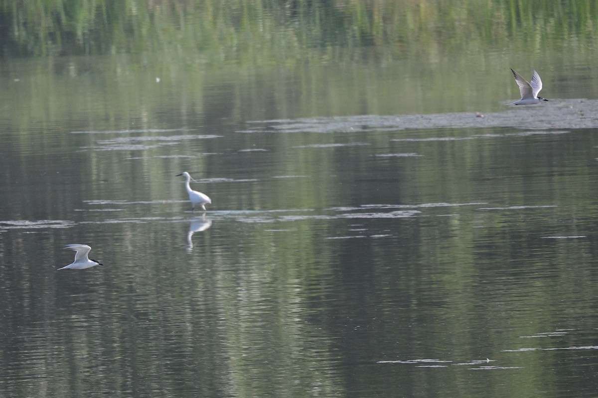 Gull-billed Tern - ML620529003