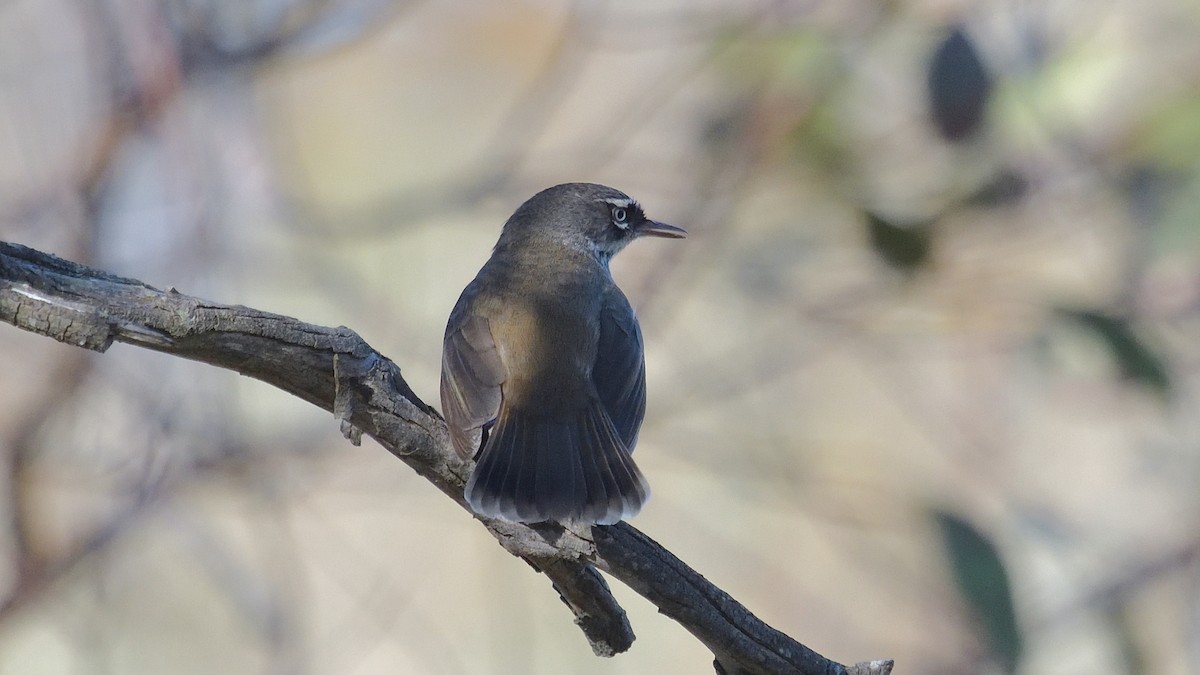 Spotted Scrubwren - ML620529009