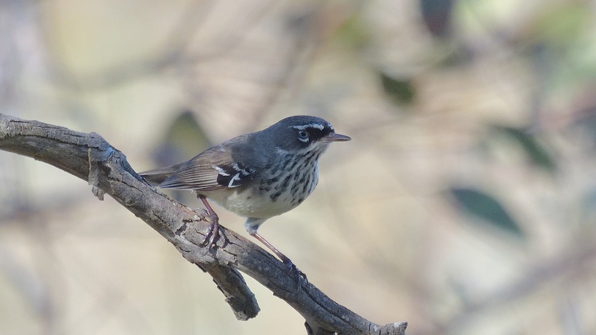 Spotted Scrubwren - ML620529012