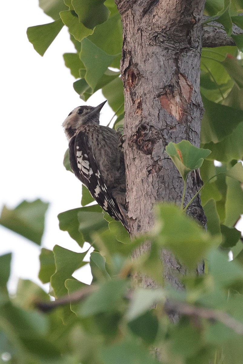 Gray-capped Pygmy Woodpecker - ML620529013