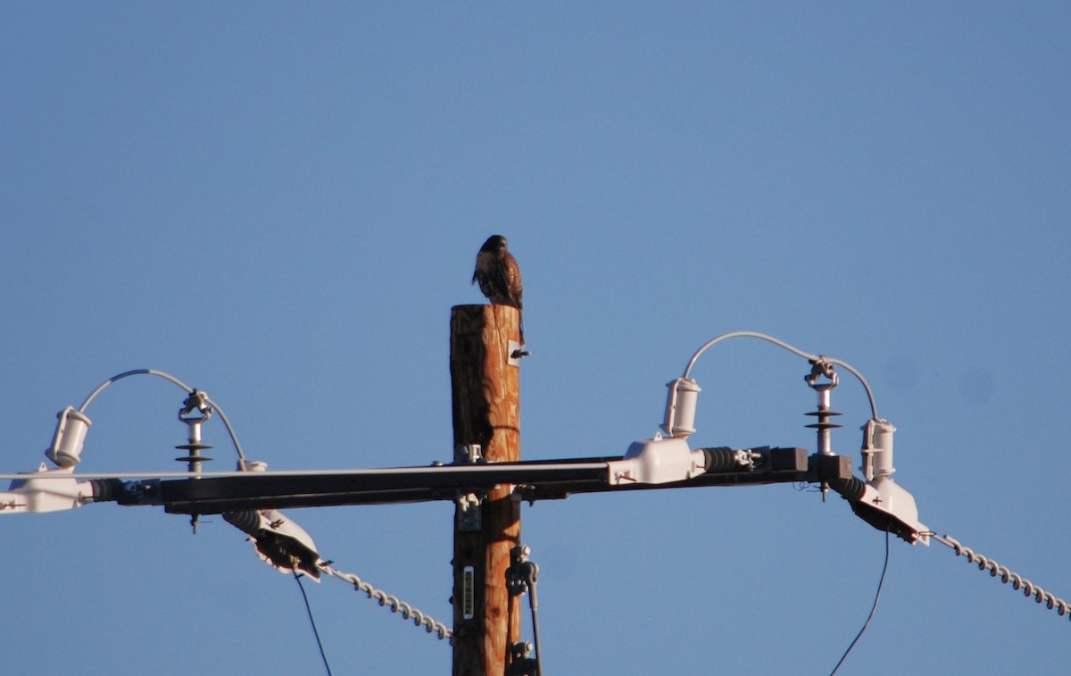 Red-tailed Hawk - ML620529014