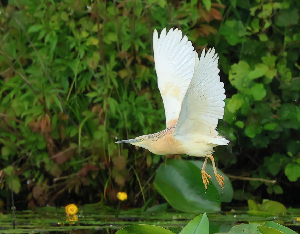 Squacco Heron - ML620529015