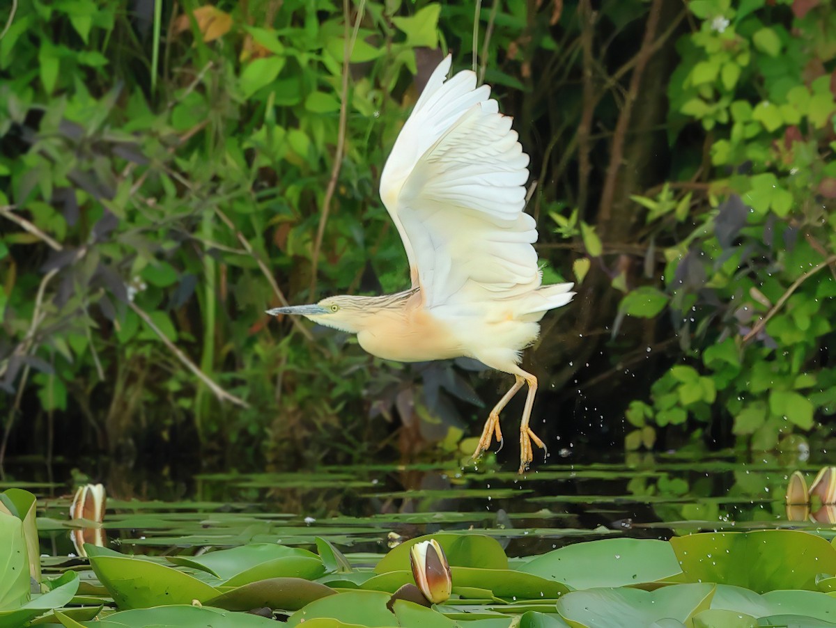 Squacco Heron - ML620529016