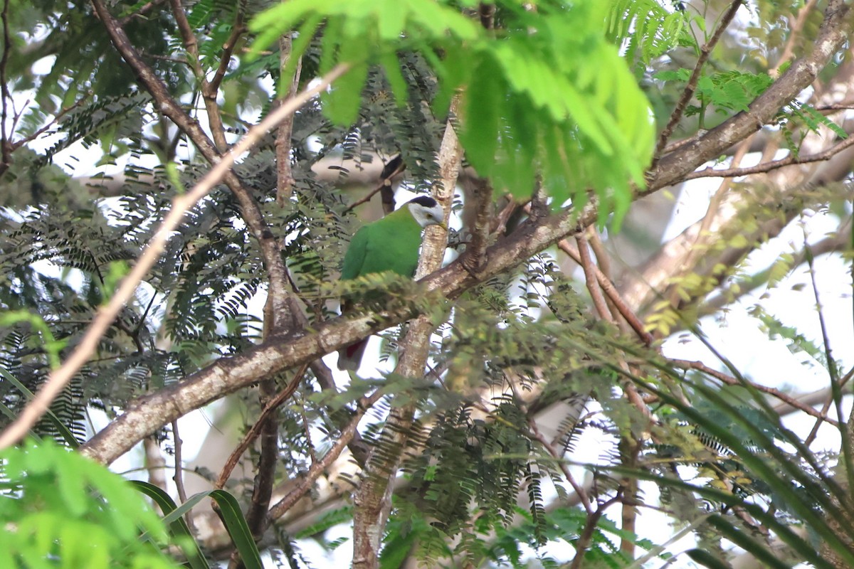 Black-naped Fruit-Dove - Fadzrun A.