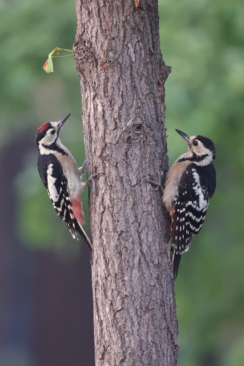 Great Spotted Woodpecker - ML620529022