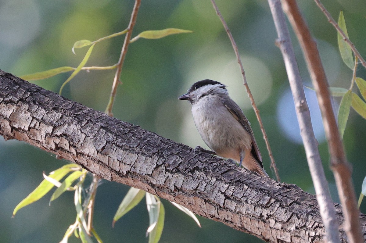 Marsh Tit - ML620529028