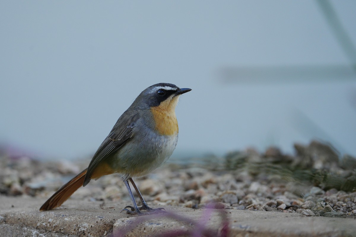 Cape Robin-Chat - ML620529030