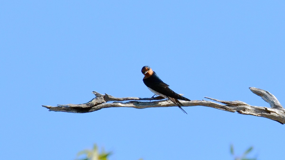 Hirondelle messagère - ML620529034