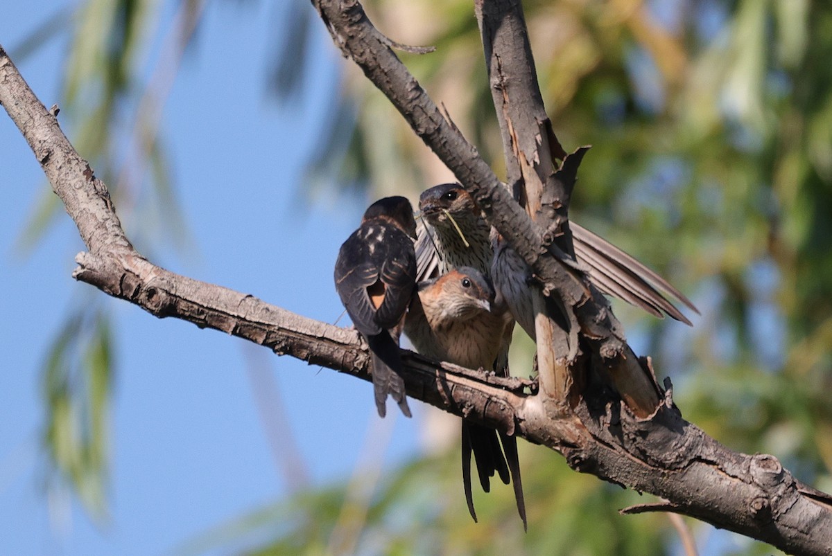 Red-rumped Swallow - ML620529035