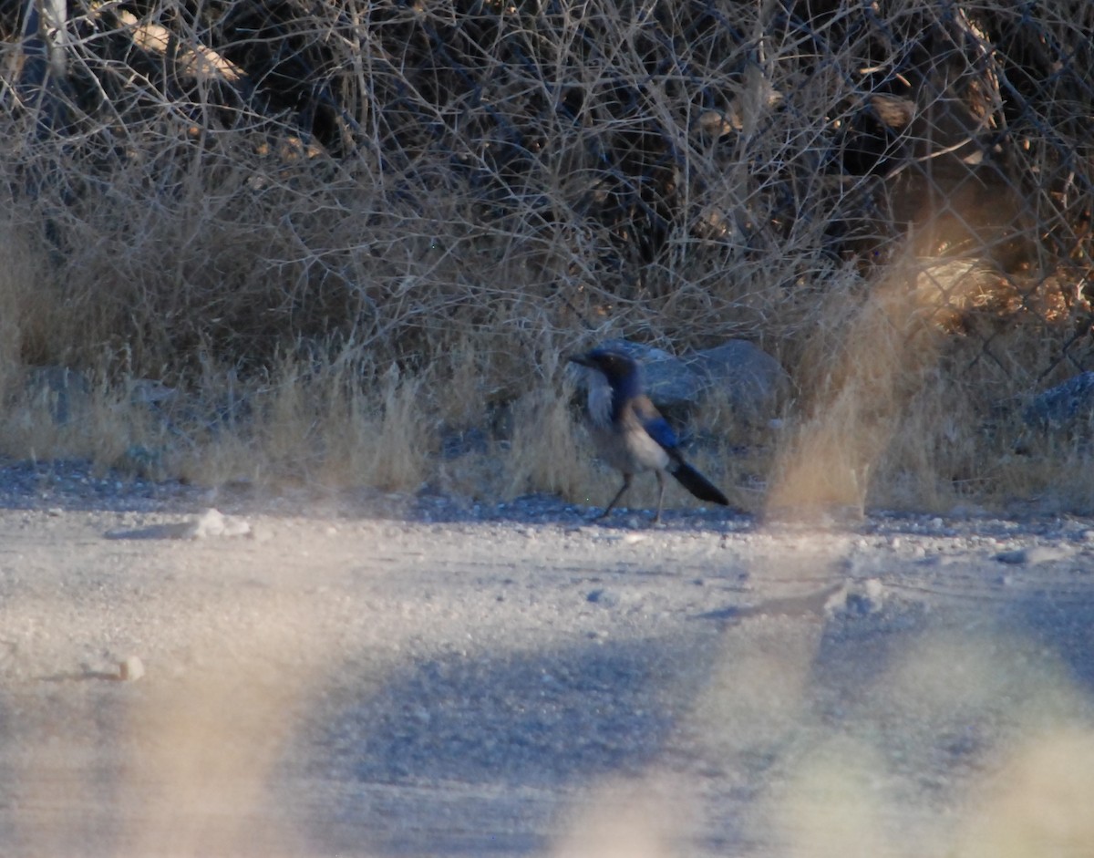 California Scrub-Jay - ML620529037