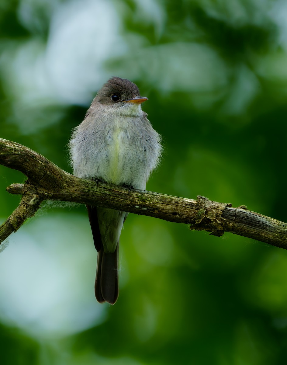 Eastern Wood-Pewee - ML620529039