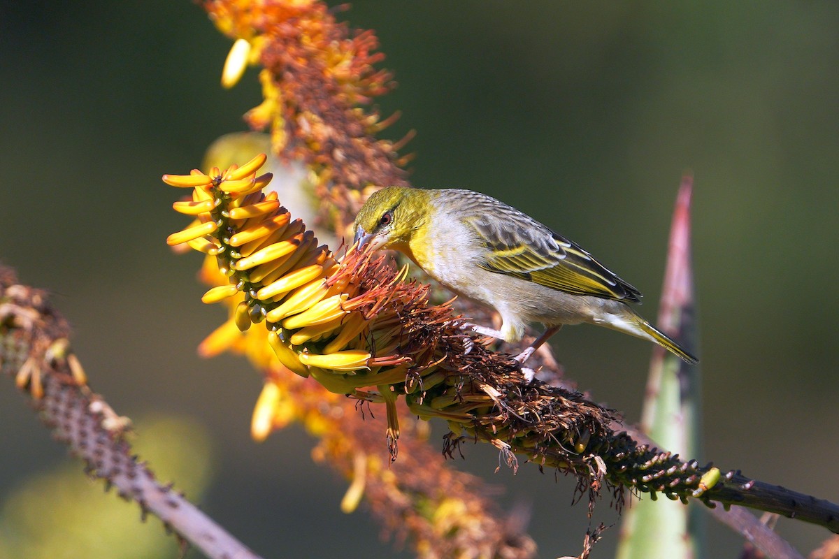 Village Weaver - Dave Rimmer