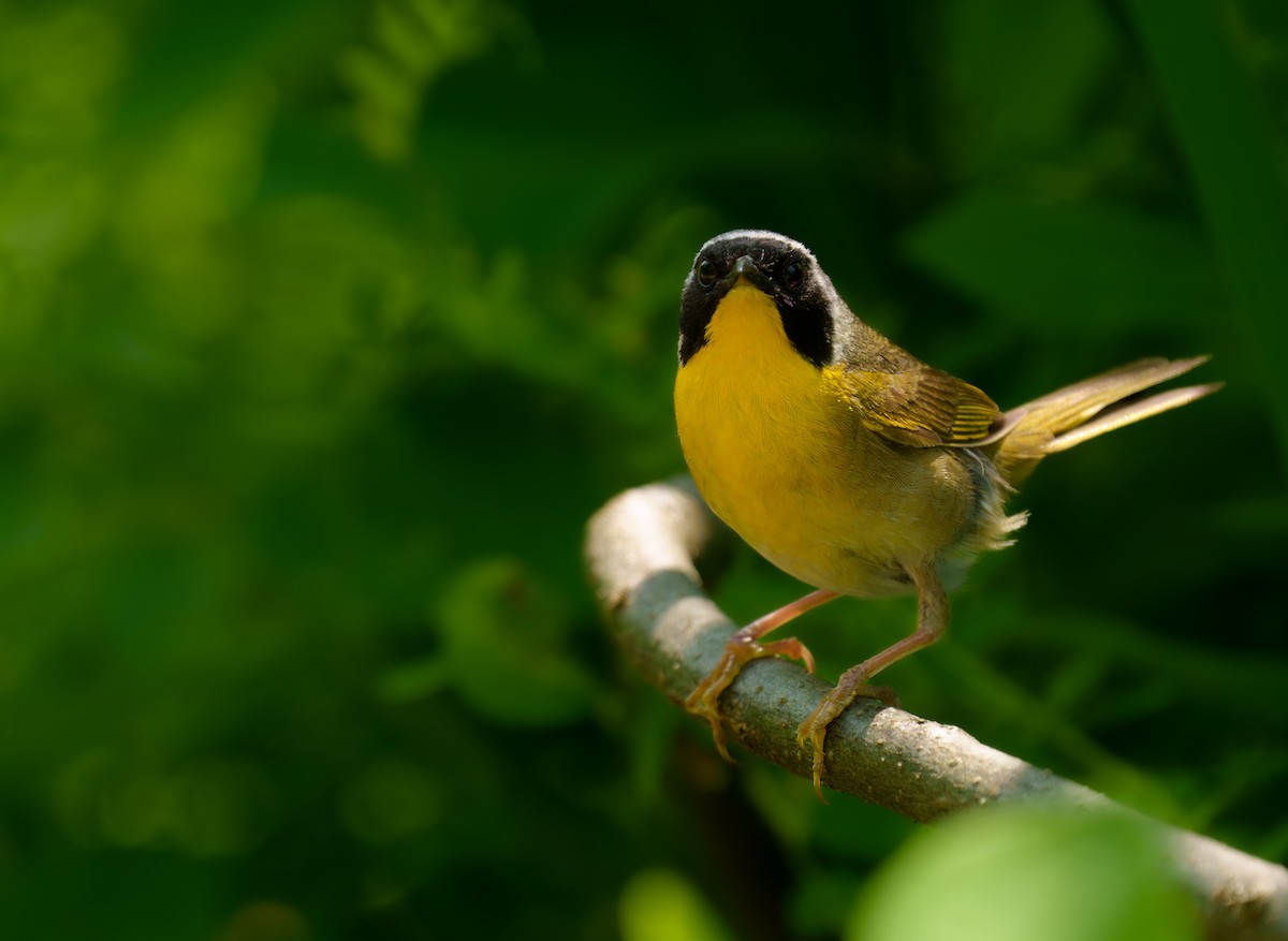 Common Yellowthroat - ML620529055