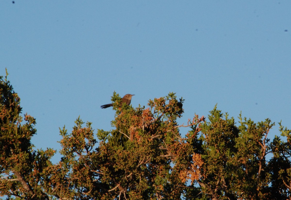 Bewick's Wren - ML620529056