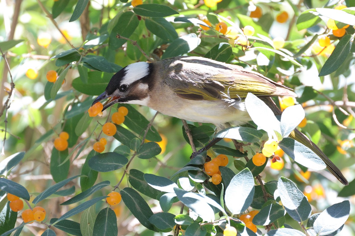 Light-vented Bulbul (sinensis) - ML620529058