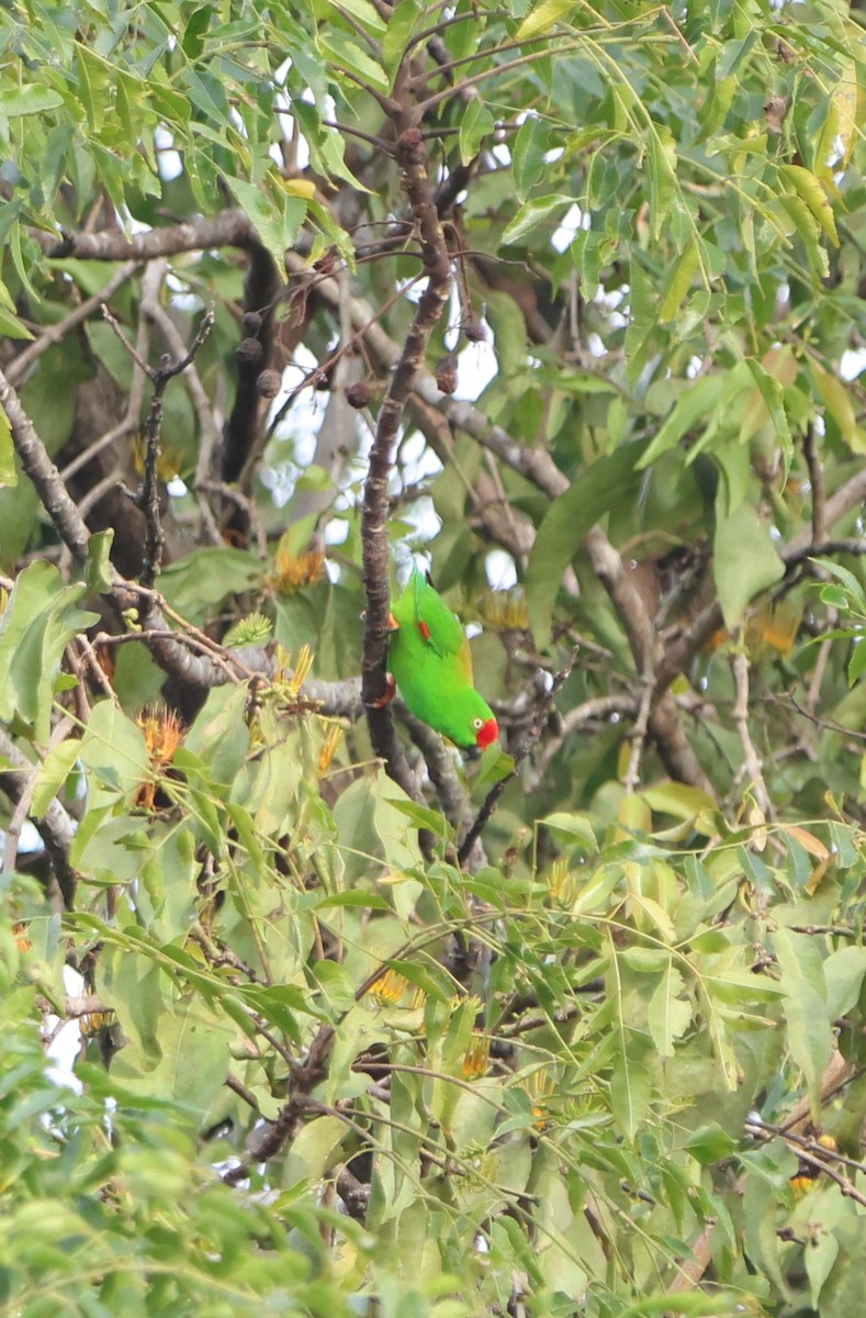 Sulawesi Hanging-Parrot - ML620529060