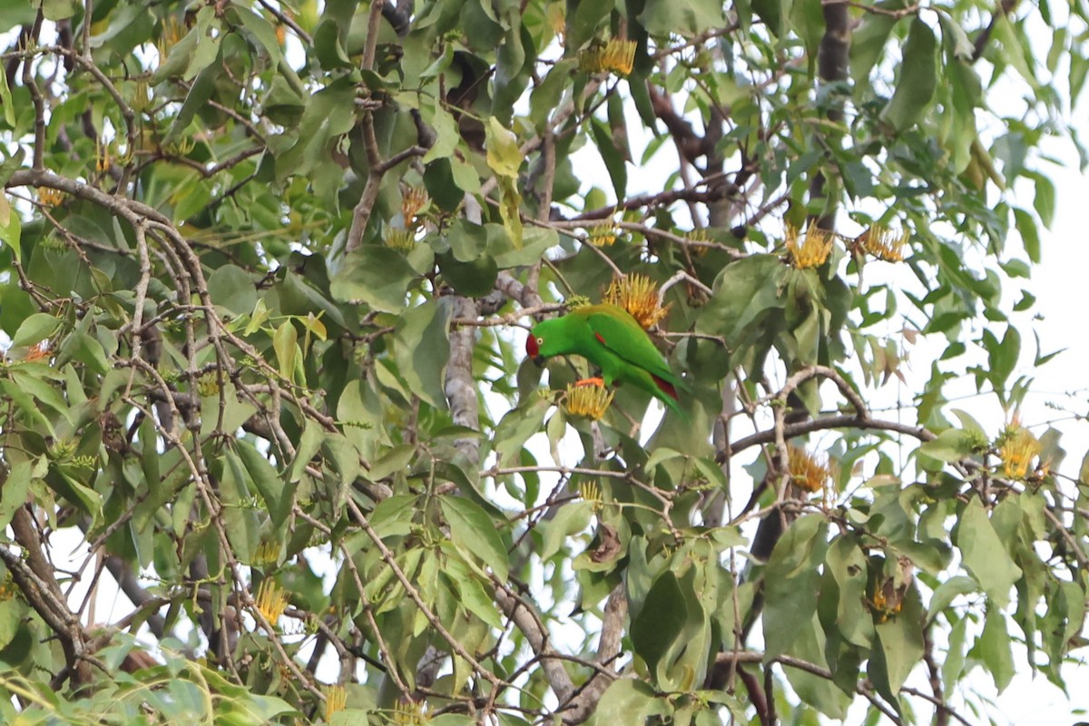 Sulawesi Hanging-Parrot - ML620529061