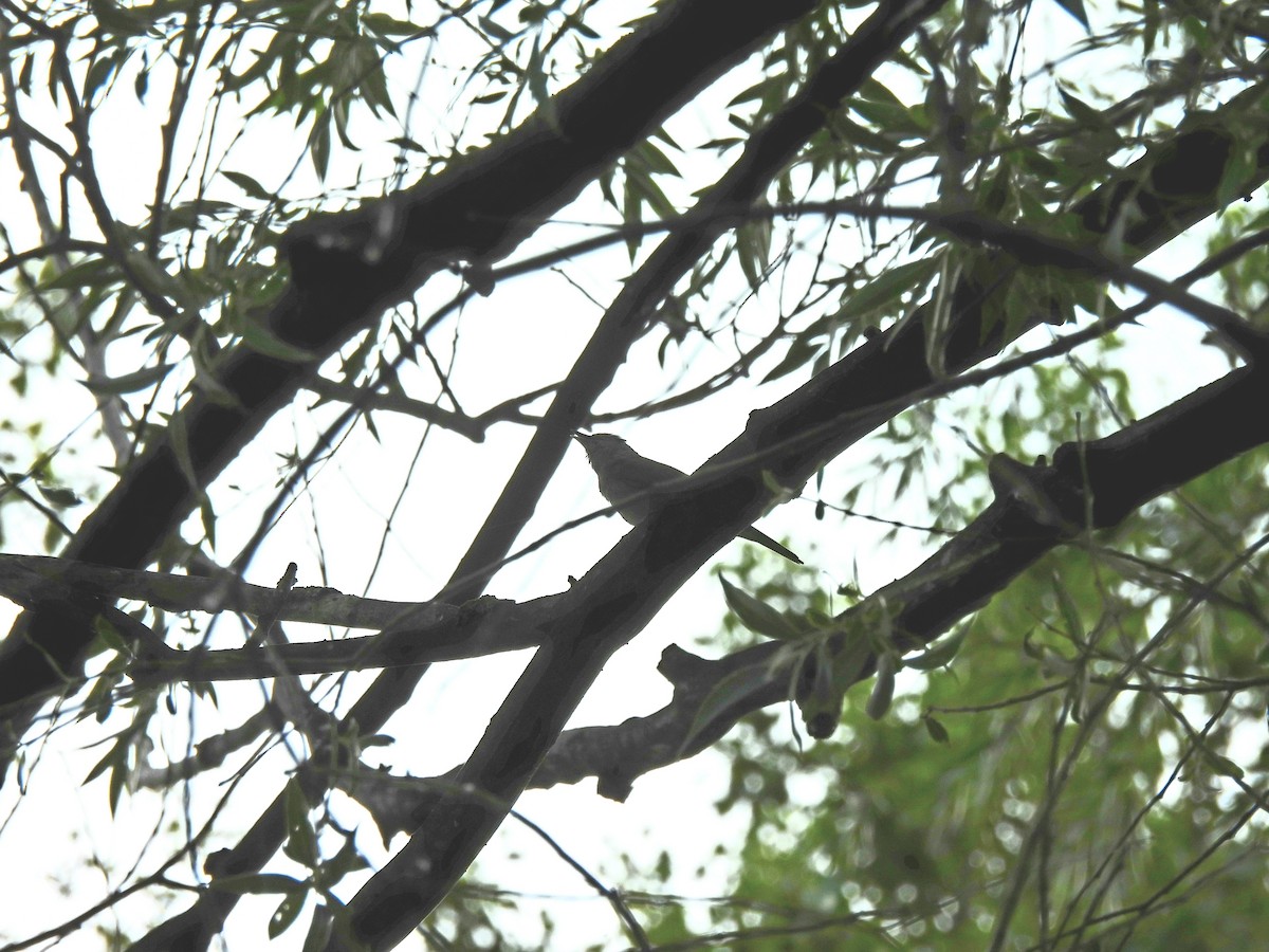 Eurasian Blackcap - ML620529064