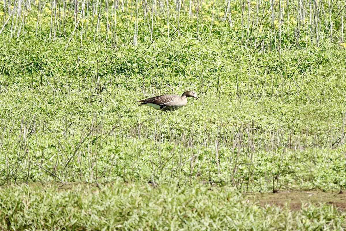Greater White-fronted Goose - ML620529081