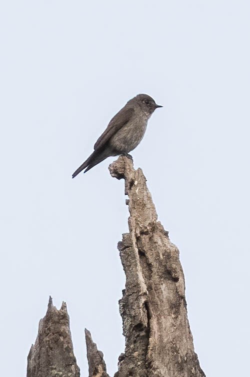 Dark-sided Flycatcher - ML620529087