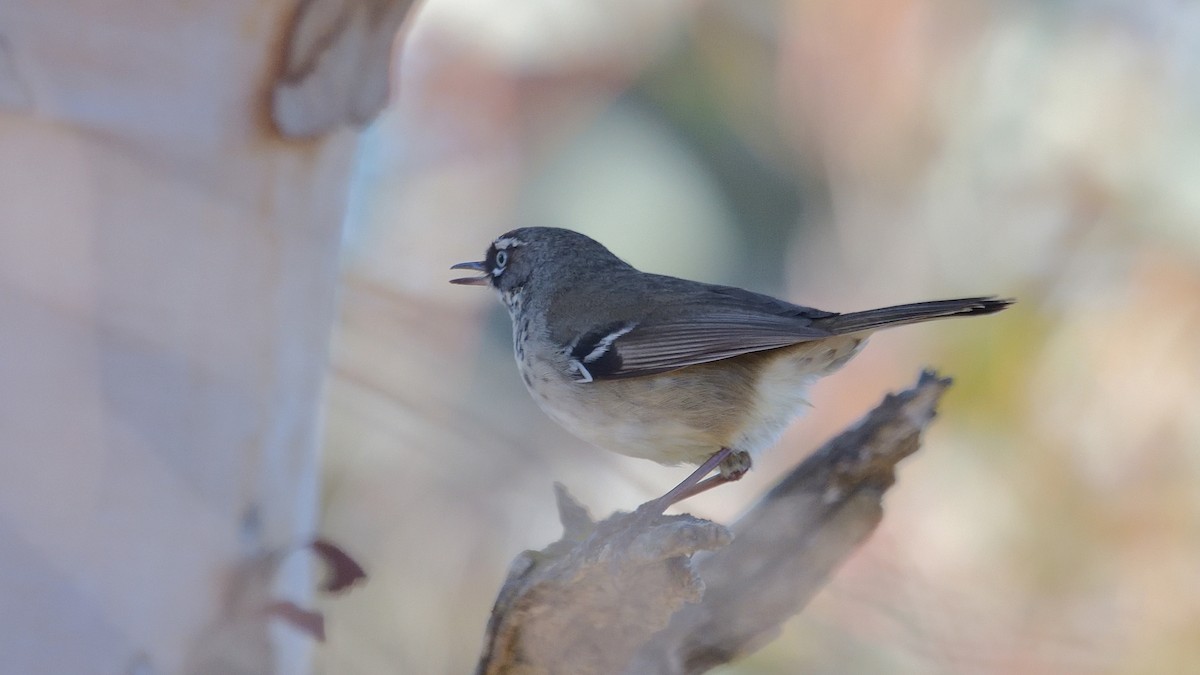 Spotted Scrubwren - ML620529093