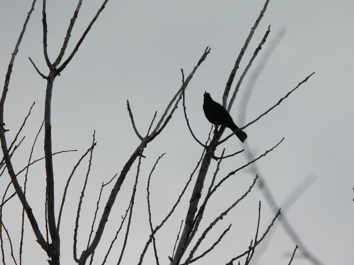 Eurasian Blackbird - ML620529099