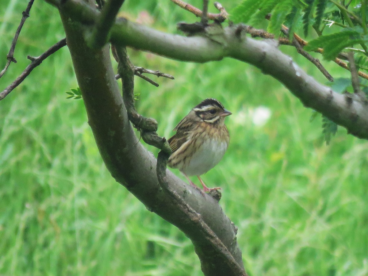 Tristram's Bunting - ML620529104