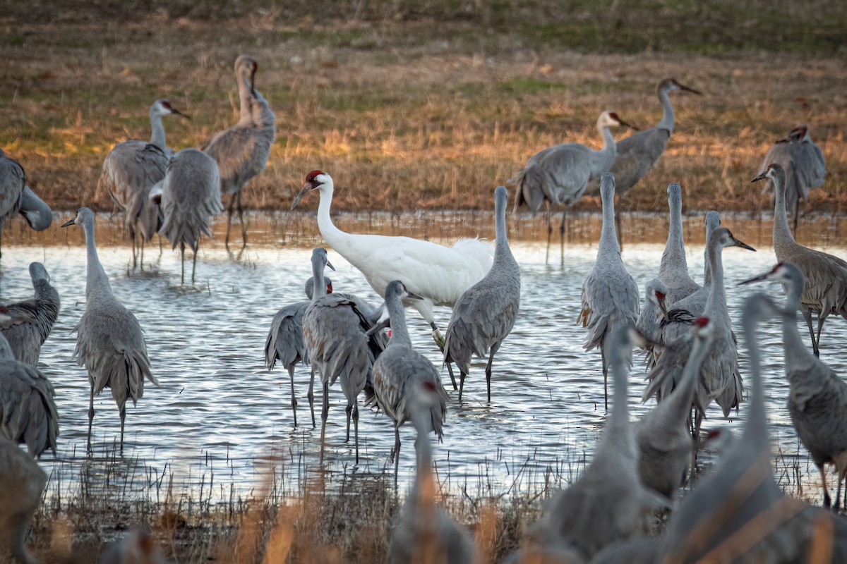 Grulla Trompetera - ML620529113