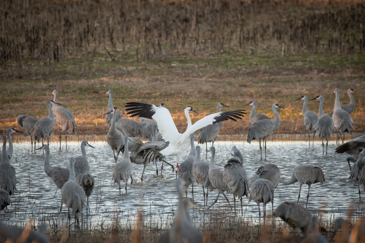 Whooping Crane - ML620529114