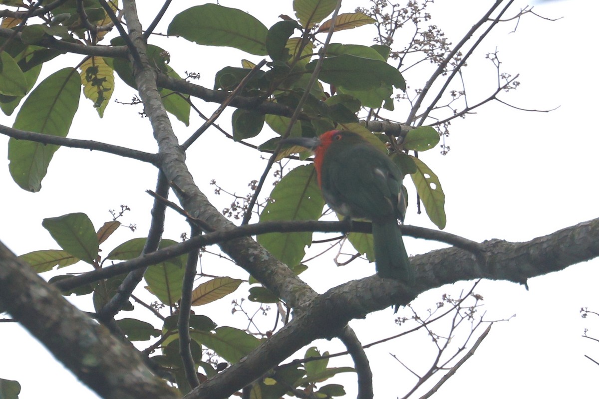 Red-bearded Bee-eater - Charley Hesse TROPICAL BIRDING