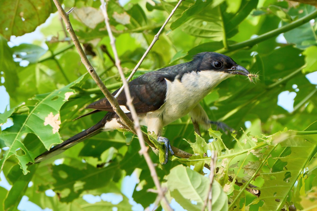 Pied Cuckoo - ML620529122