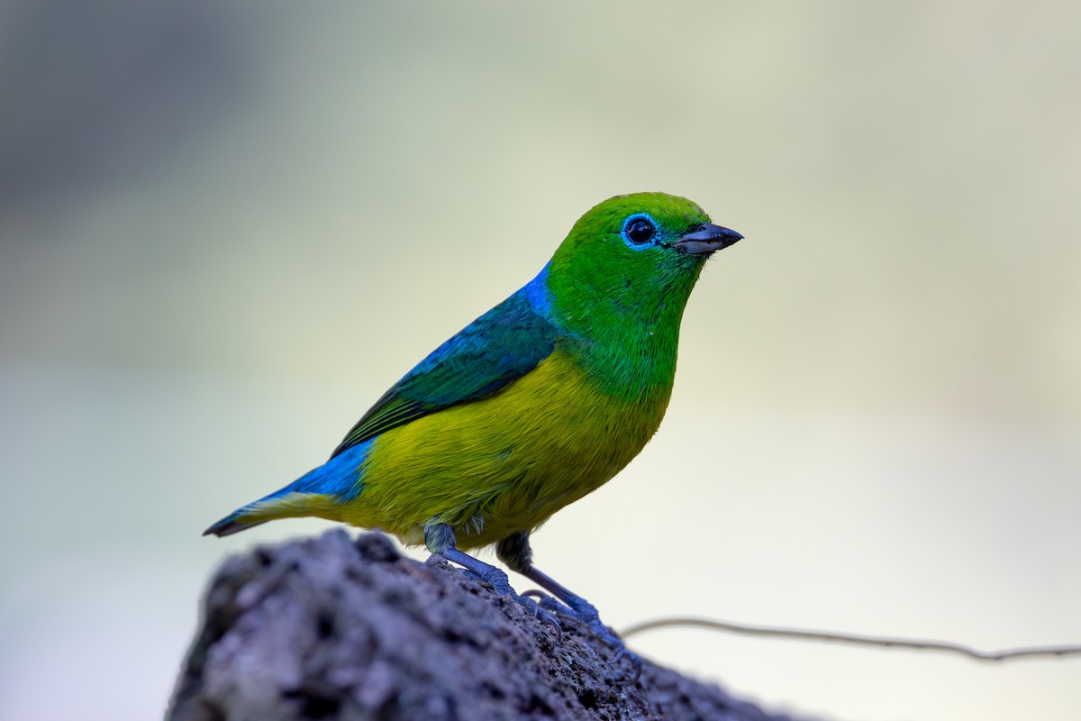 Blue-naped Chlorophonia - ML620529124