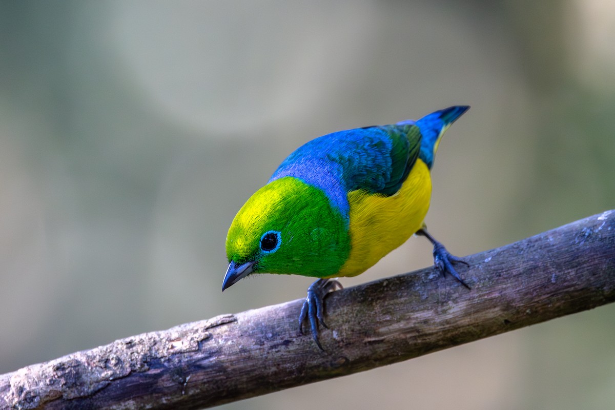 Blue-naped Chlorophonia - ML620529125