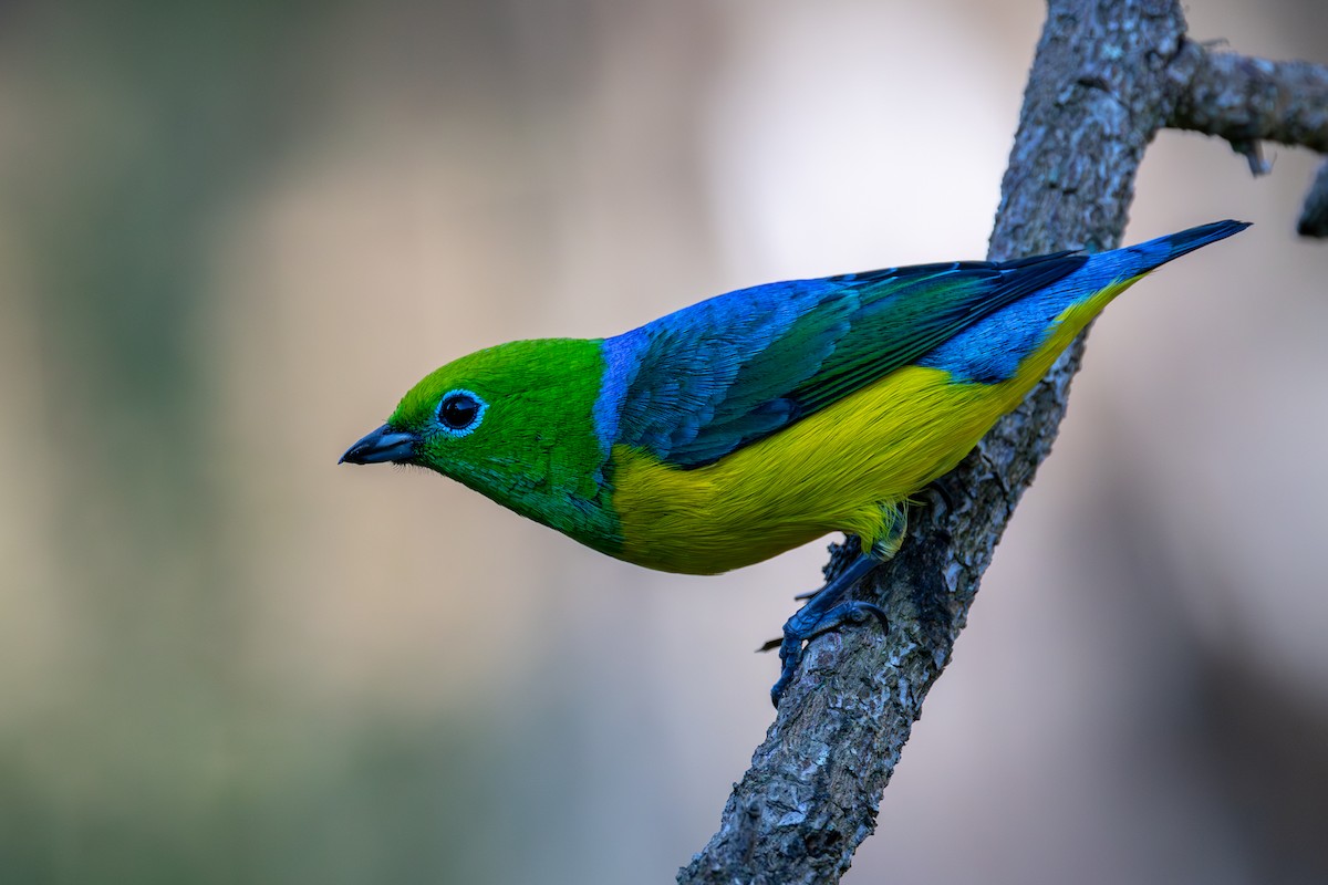 Blue-naped Chlorophonia - ML620529127