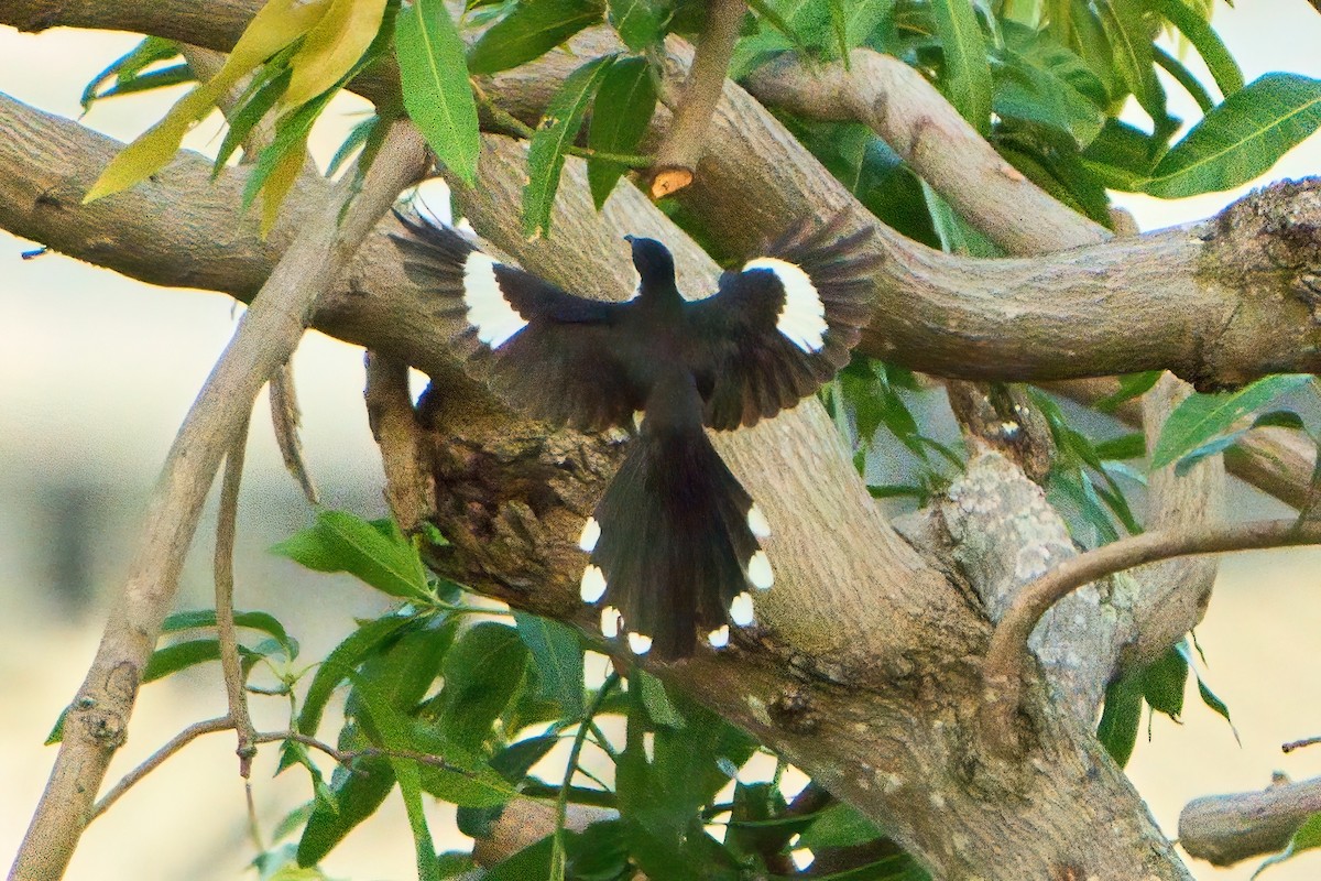 Pied Cuckoo - ML620529134