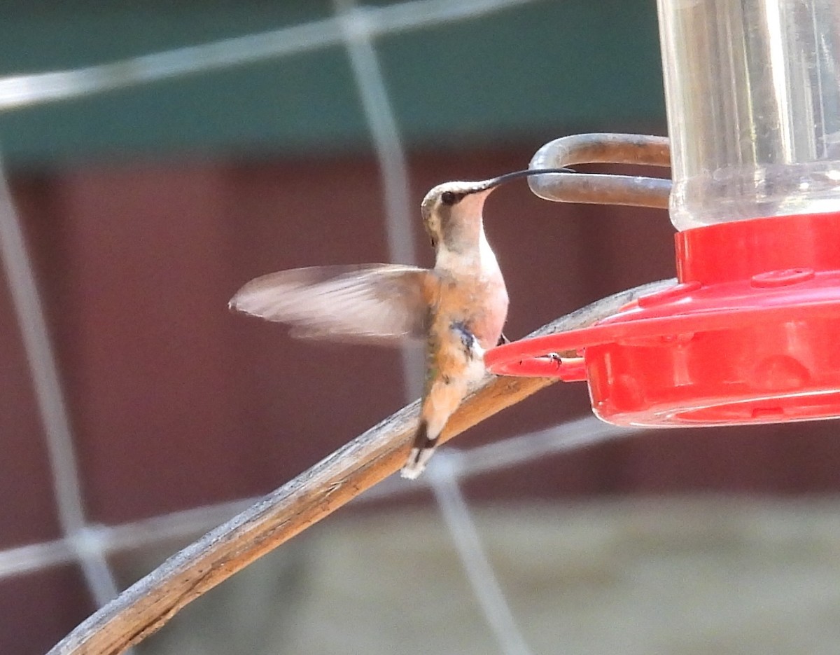 Lucifer Hummingbird - ML620529140