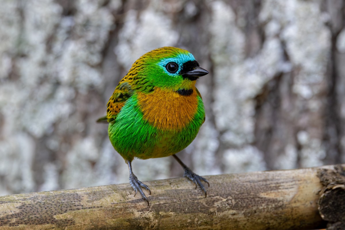 Brassy-breasted Tanager - ML620529141