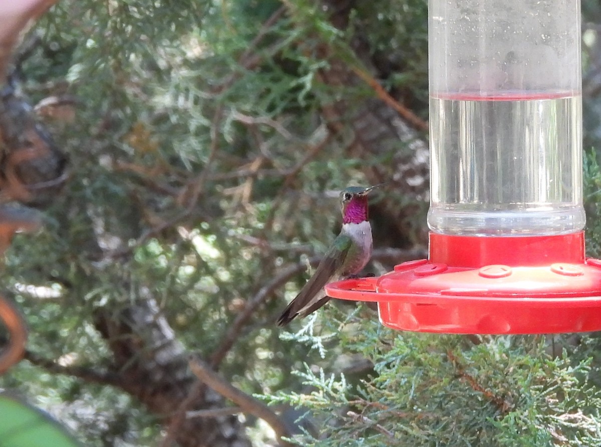 Broad-tailed Hummingbird - ML620529145