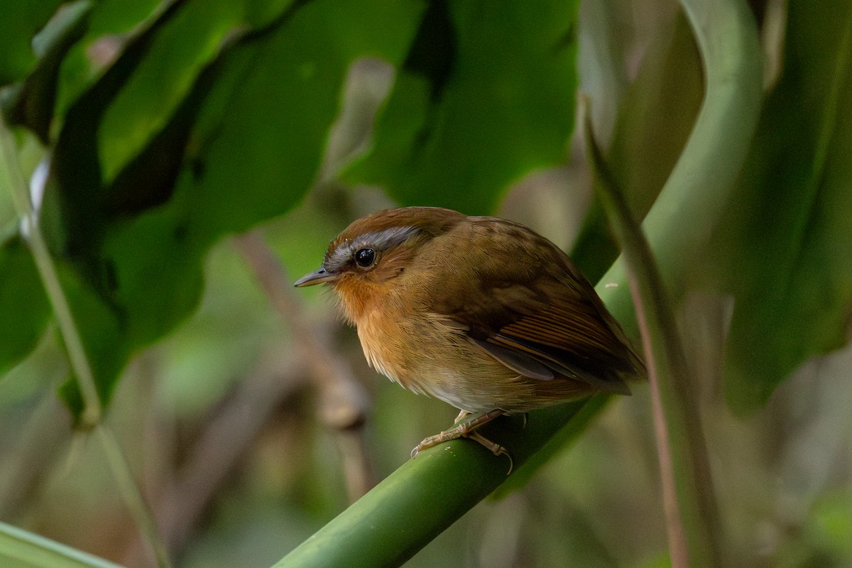 Rufous Gnateater - ML620529148