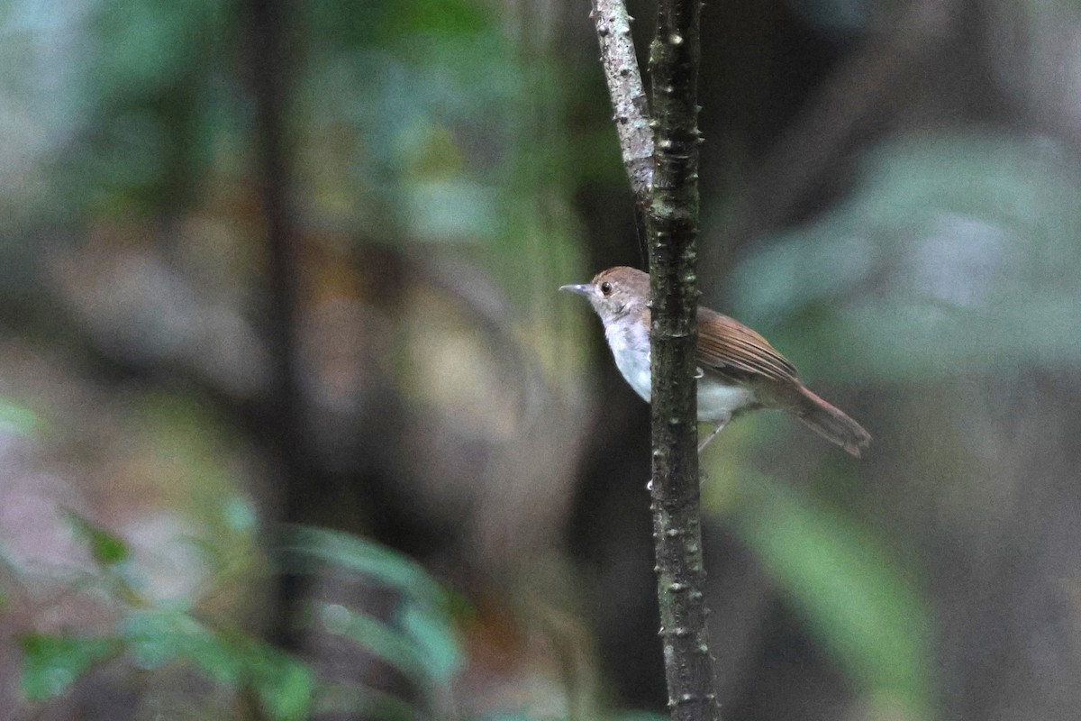 Sulawesi Babbler - ML620529150