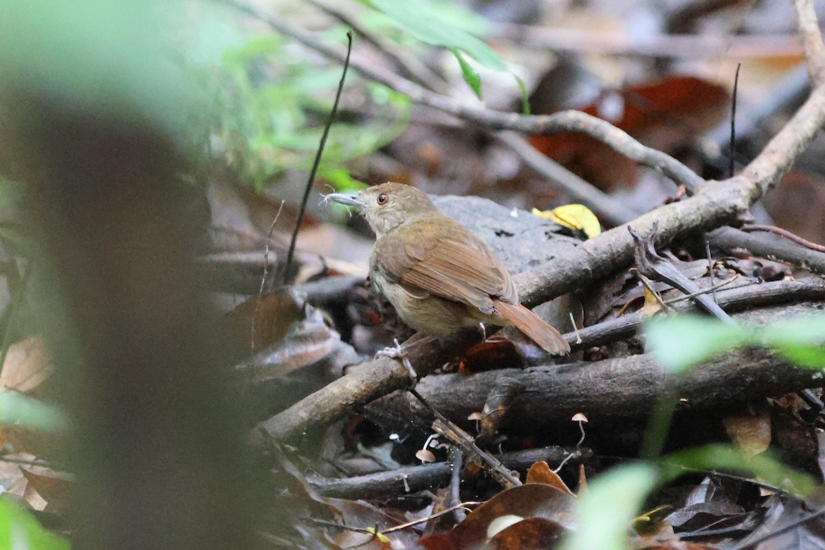 Sulawesi Babbler - ML620529152